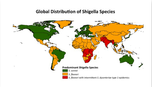Geographic distribution of Shigella by species and serotype.